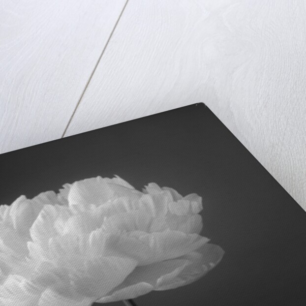 Peony flower by Assaf Frank